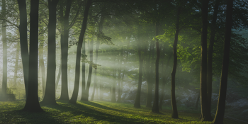 A Inteligência das Árvores: Quando a Natureza Fala em Silêncio