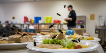 "Perigos Escondidos: O Impacto das Moscas nos Seus Alimentos"