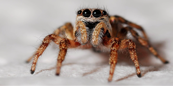 O Fascinante Mundo das Aranhas: Conheça Seus Segredos